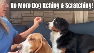 No More Dog Itching & Scratching | Natural Allergy Relief Made in the USA