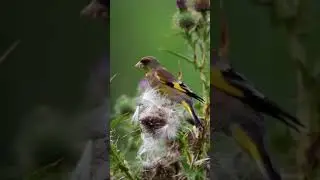 amazing bird on the earth   unbilievable bird behavior #Shorts 43