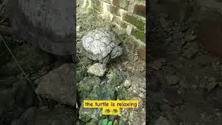 Turtle | the turtle is relaxing #turtle