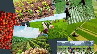 ଫାର୍ମେର odisha state seeds corporation agriculture department odisha  of odisha state seeds