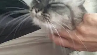 Siberian cat meow chirp talking
