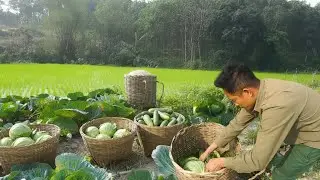 Fresh Harvest Day Picking Cucumbers And Cabbage, Carefully Preparing Produce For A Busy Market Sale