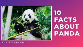 10 Facts About Panda || Animal Fact