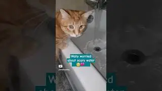 Bathroom adventures good and bad🤭💜 #cute kitty