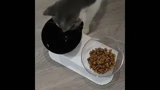 Kings Eleven Elevated Cat Bowls Anti Vomiting