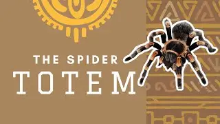 TOTEM Animals ⚬ The SPIDER ⚬