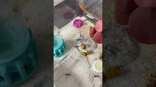 This honey pot ant colony is growing fast!!￼ #ant#antkeeper #insect #antkeeping #science #bug