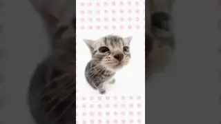 I&rsquo;m not cute anymore #subscribe #cat #meme #cute #imnotcuteanymore #song #kitty