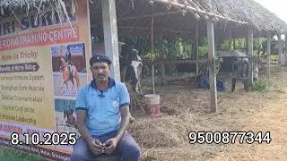 Pushkar Horse Market bookings open #horse #purchase #advance #booking #open #experience #sharing