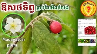 Advantages of Madagascar Plum អត្ថប្រយោជន៍របស់ក្រខុម
