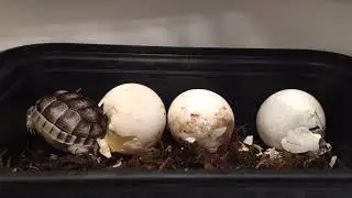 Marginated Tortoise hatching - timelapse