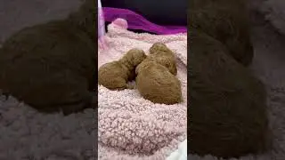 Cucciole red toy - poodle