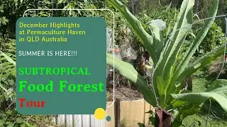 Subtropical Food Forest Tour - December Highlights at Permaculture Haven in QLD Australia