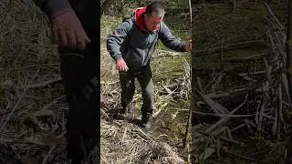 DIY Fire Starter with Vaseline and Wild Plant (Cattail). #campping #survival #lifehacks