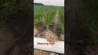Watering Corn! #farming #corn