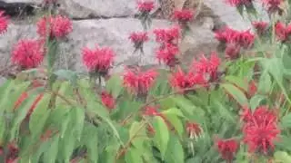 Humming bird takes a shower