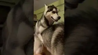 Funny husky video&hellip; puppy humps on big dog #viral  #funnyhusky #puppy