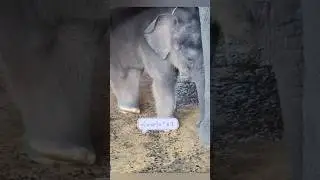 Too Cute! Baby Elephant's Hilarious Standing Nap!😴 #babyelephant #funnyelephant #elephant #shorts