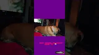 I'm thankful for my hearing anyways 😂 #dog #rottweiler #funnydog #youtubeshorts #tiktok #love