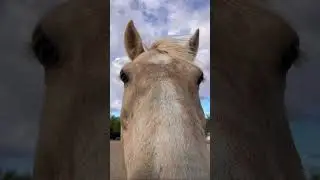 April 29, 2025 #horse #equestrian #horseenthusiast #horsefan #horses #dusty #silly #horsephotograpy