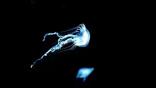 TOXIC | Dark Melodic Hiphop Rap Instrumental | Underground Trap Type Beat 2019