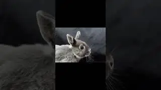RABBIT's PHOTO's #rabbit #rabbits #rabbitshorts #photo #youtubeshorts #virlshorts #ytshorts #shorts