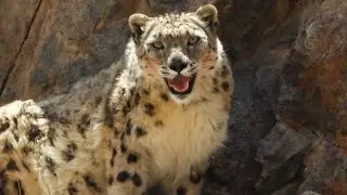 Wildlife Of Ladakh || Birds and Mammals of Ladakh ||