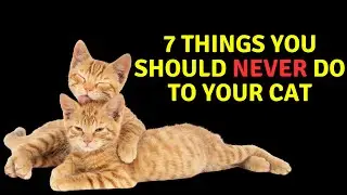 The 7 Deadly Cat Sins!