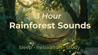 1 Hour Rainforest Sounds for Deep Sleep & Relaxation 🌧️🌿