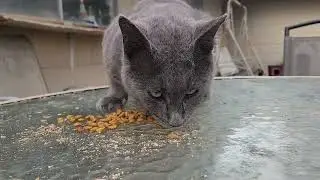 Proof Cats Are Secretly Unhinged.