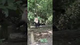 A cute monkey at Gumbalimba Park, Roatan, Honduras 🇭🇳