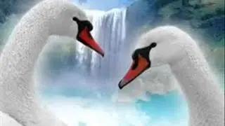 Bird of the wilderness.wmv