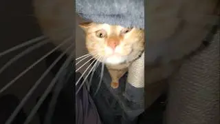 Sunshine's Shocking Reaction to Being Petted