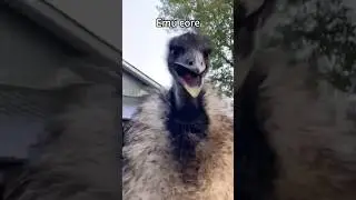 Emu Core 🐦 #emus #shorts