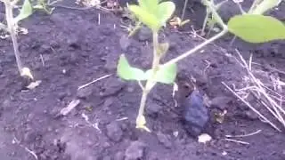 Метеорит Озерки. Hunting for meteorites in Russia (Ozerki meteorite).