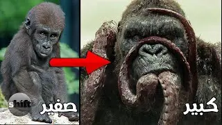 هاذي هي اشرس غوريلا عندما تكبر ! | الحيوانات وهي صغيره وهي كبيره !
