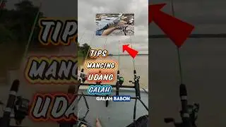 Teknik Rahasia Mancing Udang Galah Babon! Auto Strike‼️#udanggalah #ikan #shortsfeed #shorts
