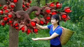 How to Harvest Giant Wild Pistachio Nuts To Sell- Recipe Make Traditional Yam Cake for Whole Village