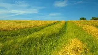 Wheat Fields in the Summer Wind &mdash; Cinematic 4K Nature Clip