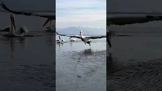 The Perfect Landing&hellip; #nature #birds #water