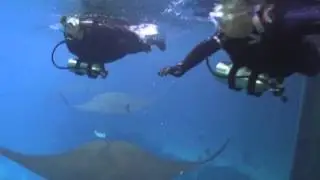 Whaleshark and Manta Ray swim at the Georgia Aquarium