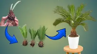 Grow Sago Palm 10x Faster &mdash; Secret Tips Revealed! | Kingi Palm Plant Fast Growing