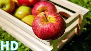 An Apple Tree | Stock Footage | Food | Royalty Free | Red Apple | Free 4k hd videos no copyright