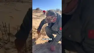 China is Making Deserts Green