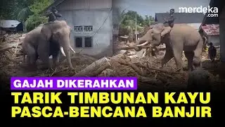 Gajah Turun Gunung Bantu Angkut Kayu Besar Pasca-Bencana Banjir di Pidie Jaya