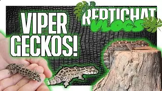 AMAZING NEW TINY GECKOS! Viper Gecko Set Up (Hemidactylus imbricatus) ReptiVlogs!