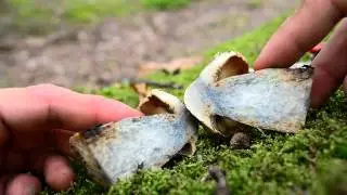 Boletus Calopus