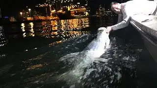 February Shrimp Run Miami Tarpon Fishing Report | Fly and Fish Tv with Captain Fraser