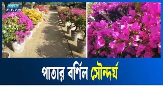 ফুল নয়, বর্ণিল পাতায় বাগানবিলাসের আসল সৌন্দর্য | Garden Beauty  || ETV Lifestyle