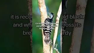 Stripe Breasted Woodpecker found in Southeast Asia's forests